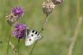 Parnassius apollo